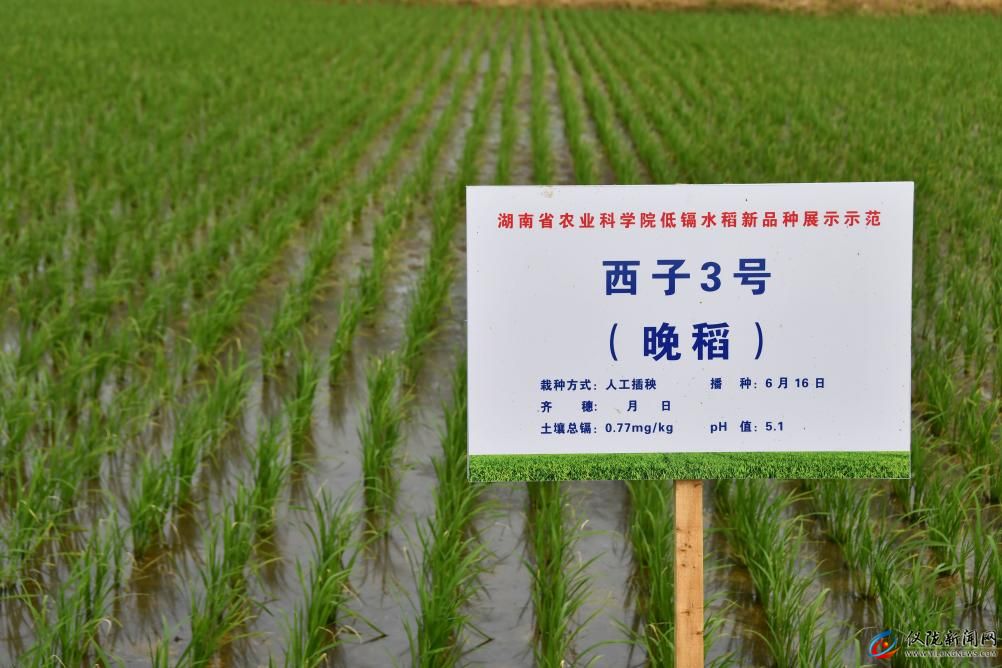 “西子3號”成為通過國家農作物品種審定的低鎘水稻品種..